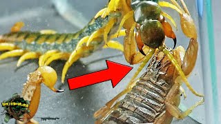 SHOCKING BEHAVIOR of the SCOLOPENDRA when seeing A SCORPION!