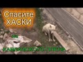 SOS !!!  Белый волк в Ингушетии - это собака! Хаски в Ингушетии приняли за волка!