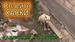 SOS !!! Белый волк в Ингушетии - это собака! Хаски в Ингушетии приняли за волка! SOS !!! Белый волк в Ингушетии - это собака! Хаски в Ингушетии приняли за волка!