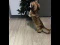 Decorating the Tree with Treats!