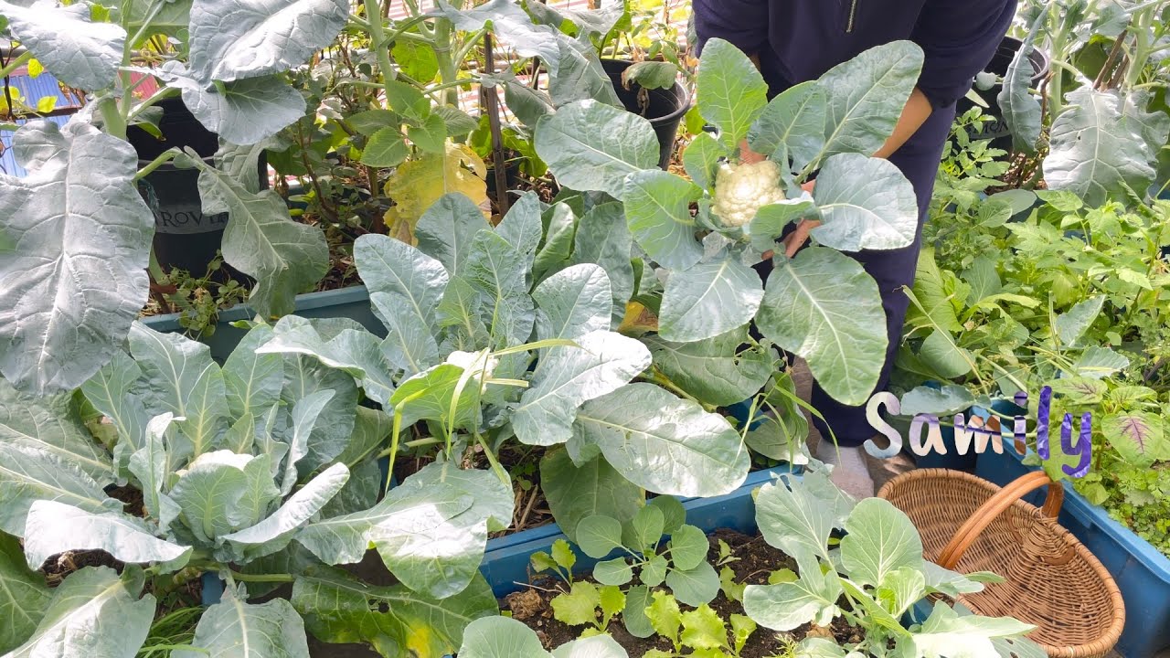 178 SÂU BỆNH TRÊN CÂY CÀ CHUA, tìm hiểu về nhện đỏ và thiên địch của nhện đỏ trên vườn sân thượng