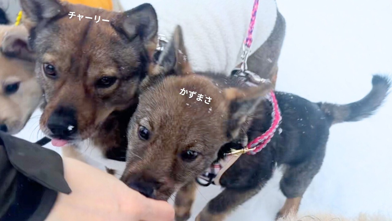 チャーリーそっくりの子犬に会って、会えなかったチャーの子犬時代を思う（胸がじーんとした）