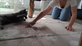 Suzumaro the ferocious cat attacks his mother as she prepares the