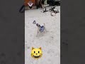 GUAU 😲 Perros Graciosos 🐶 Los Mejores Videos de Perros Chistosos