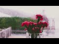 8 /flowers with rain background