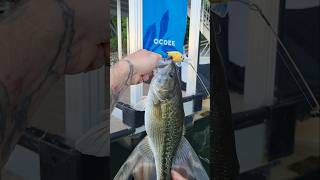 Spotted Bass Dock Fishing April Lake Lanier