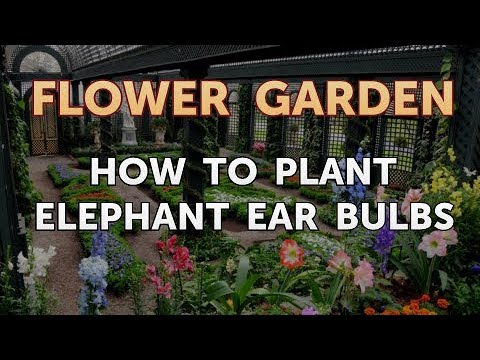 How to Plant Elephant Ear Bulbs