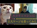 スコティッシュフォールド　猫　ポンスケに巨大ケージ（アイリスオーヤマ）を買ってみた。