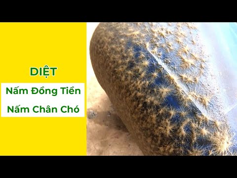 Diệt nấm đồng tiền diệt nấm chân chó trong ao tôm, đặc trị nấm chân chó #dietnam #visinhtom