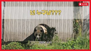선수핑의 이 판다는 누구일까요?.  Guess the panda of Shenshuping. Who is this panda?