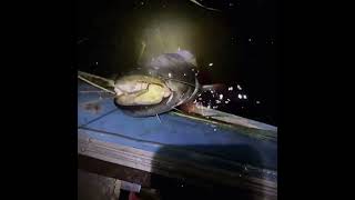 #fishing ловля сома