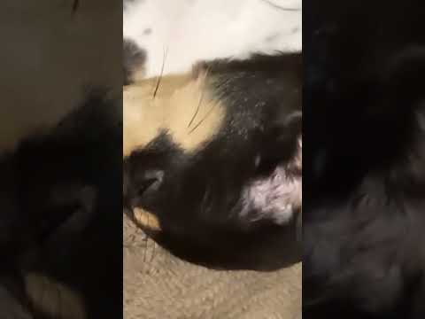 Funny Dog Cute Video Part 897 