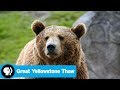 Wildlife and Environmental Changes in Yellowstone