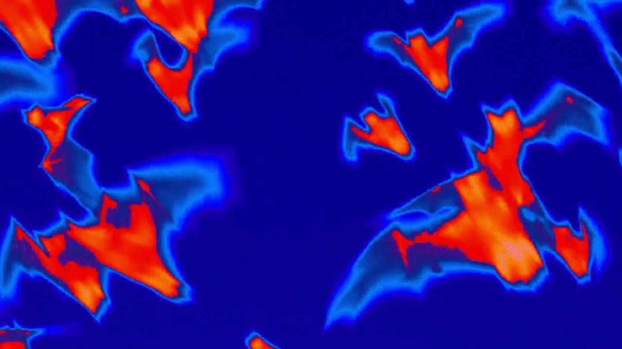 Slow Motion Bats in FLIR Thermal! YouTube