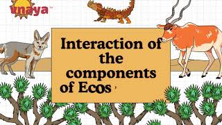 Interaction of Ecosystem Components | Biotic &amp; Abiotic Factors Explained