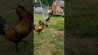 Red Jungle Fowl Eating Breakfast