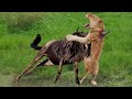Angry Wildebeest attacks Lion very hard, Wild Animals Attack