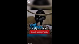 مشهد مؤثر.. أنثى شمبانزي تحتضن صغيرها الذي غاب عنها ليومين