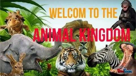 The animal kingdom