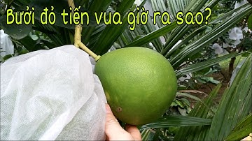 Cập nhật tình hình bưởi đỏ tiến vua || bưởi Rỏn