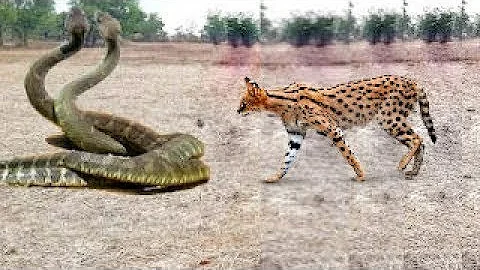 Video 987261: serval cat, african lion, fight