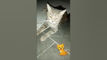 #القرآن_الكريم #راحة_نفسية #تلاوة_خاشعة #quran #cat #ihavethisthingwithplants #cuteanimal #duet