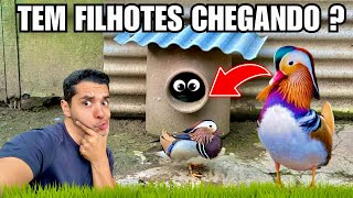 Vamos olhar o Ninho do Marreco Mandarim e Descobrir se Teremos Novos Pintinhos | Ave recriar 