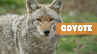 COYOTE CHRONICLES: UNRAVELING THE SECRETS OF NORTH AMERICA'S CRAFTY CANID by The Fauna Corner 476 views 1 month ago 7 minutes, 14 seconds