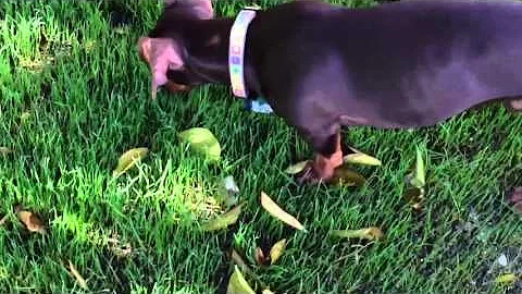 Dachshund vs Grasshopper