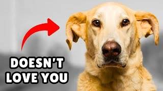 10 Signs Your Dog Doesn’t Love You (Even if You Think They Do) | Dog Behavior