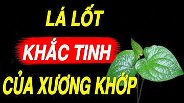 Thực Hư Chuyện Lá Lốt Chữa Được Đau Nhức Xương Khớp, 5 Nhóm Người Tuyệt Đối Không Được Dùng