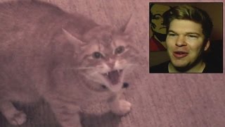 Watch Man Get Held Hostage By Shrieking Angry Cat