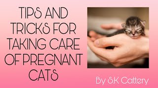 Tips & Tricks For Taking Care Of A Pregnant Cat| S.K Cattery|