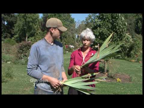 Video: Louisiana Iris Information: Tips Menanam Iris Louisiana Di Kebun