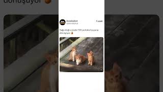 Portakal Sularına Bakın