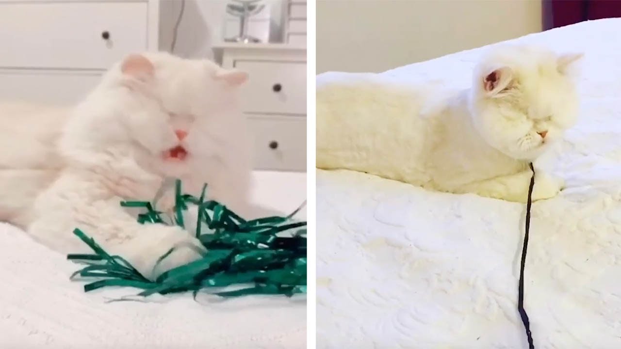 Cat With No Eyes Become Social Media Star 