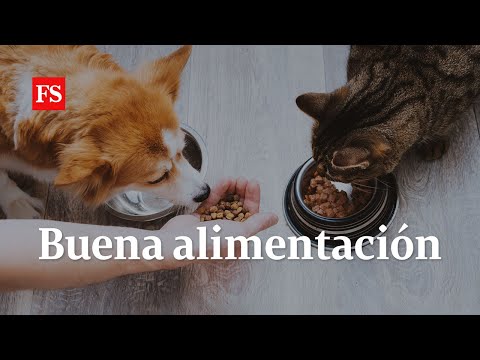 Alimentar a las mascotas, ¿toda una ciencia? | Foros Semana