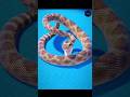 What Happens If a Snake Bites Itself? | Shocking Truth Revealed