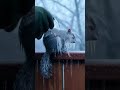 Squirrel Covered in Ice After Freezing Rain...Then This Happens