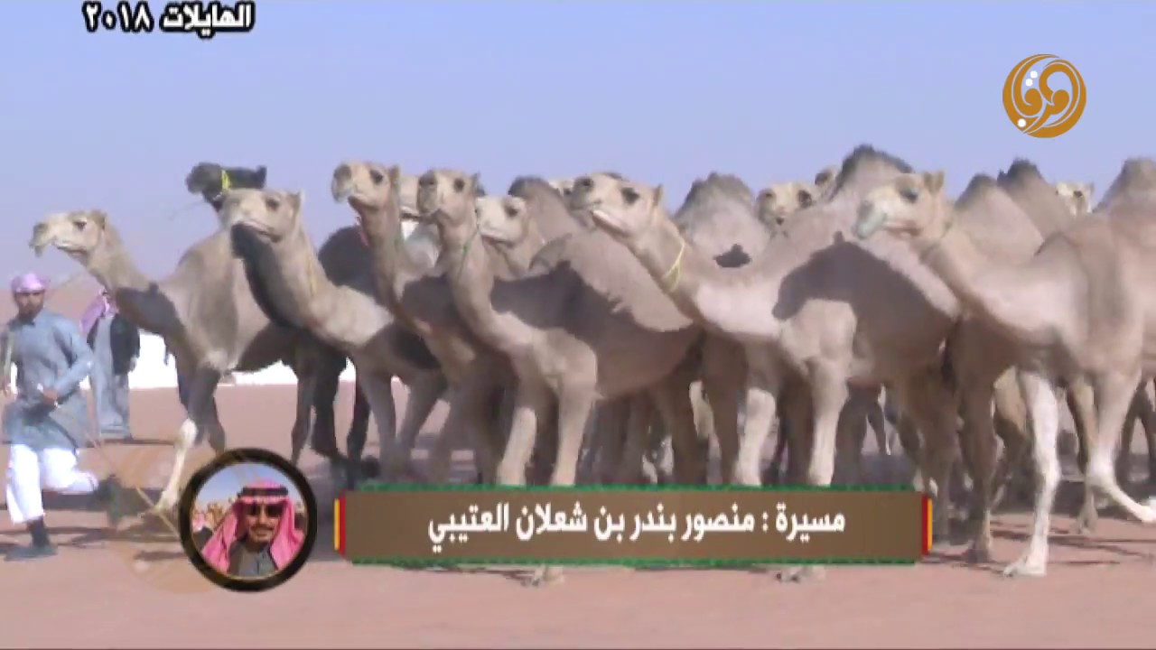 مسيرة الهايلات 2018 || لمالكها منصور بندر بن شعلان  العتيبي