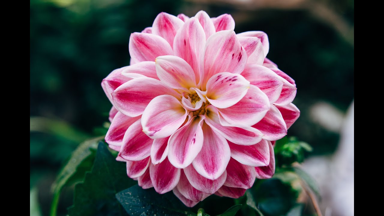 Blooming Flowers Time Lapse with Relaxing Music - YouTube
