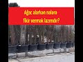 Ağac alarkən nələrə fikir vermək lazımdır? Xan Botanikadan məsləhətlər.