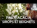 Fleurs de robinier fauxacacia  sirops ou beignets 
