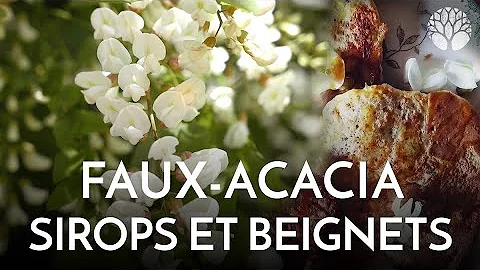 Quel est le fruit du robinier Faux-acacia ?