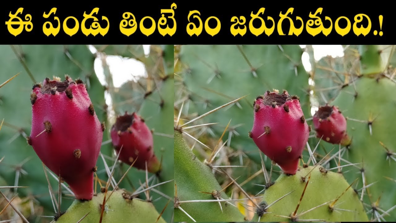 ఈ పండు తింటే ఏం జరుగుతుంది.! Nagajamudu pandu upayogalu in Telugu