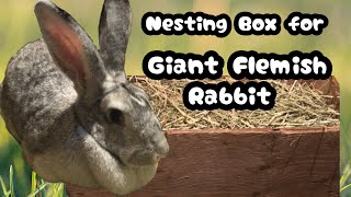 How To Prepare A Nesting Box for | Flemish Giant Rabbit | SheAljan Channel