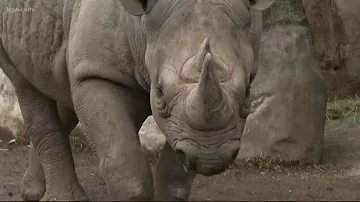 What zoos have hippos?