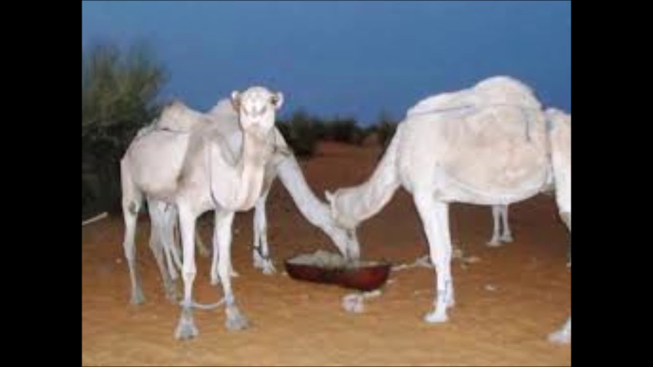 aliyoun hamza (ماينباع)