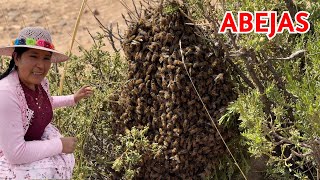 Rescatando a las abejitas  | CHOLITA ISABEL