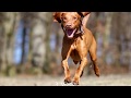 Os Cachorros + velozes do mundo - The world&#39;s fastest dogs